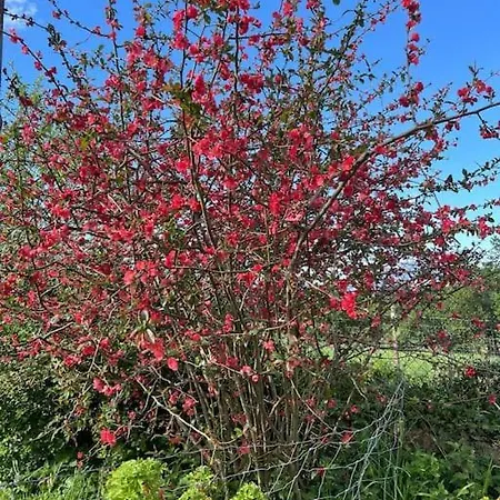 Con Piscina Tatil Evi