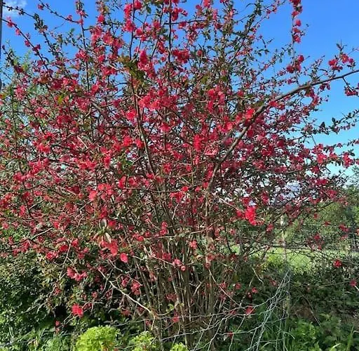 Con Piscina Holiday home